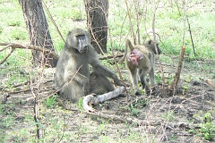 0157-Reis Zuid-Afrika2007